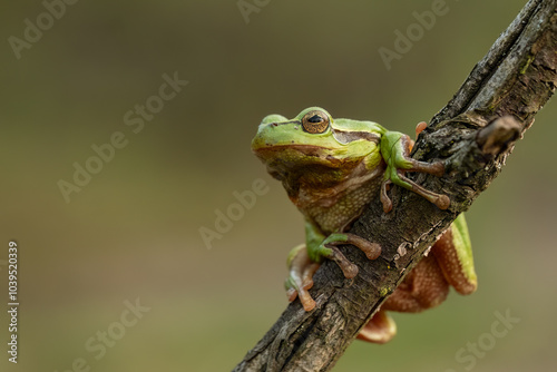 European tree frog (Hyla arborea). Wildlife, Czech Republic.