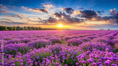 A boundless expanse of vibrant purple blooms bathed in the golden glow of a breathtaking sunset, a symphony of color and light in nature's grand canvas.