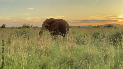 Elephant eating grass during sunset, spotted on a safari in Pilanesberg National Park, South Africa