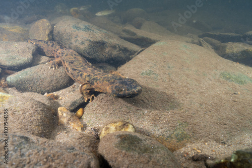 Eastern hellbender in rocky riverbed