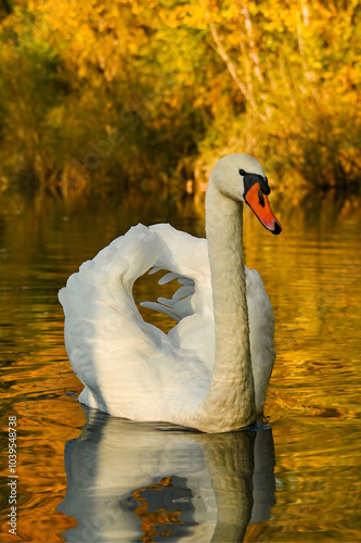 Fototapeta Naklejka Na Ścianę i Meble -  close up swan on the lake in autumn