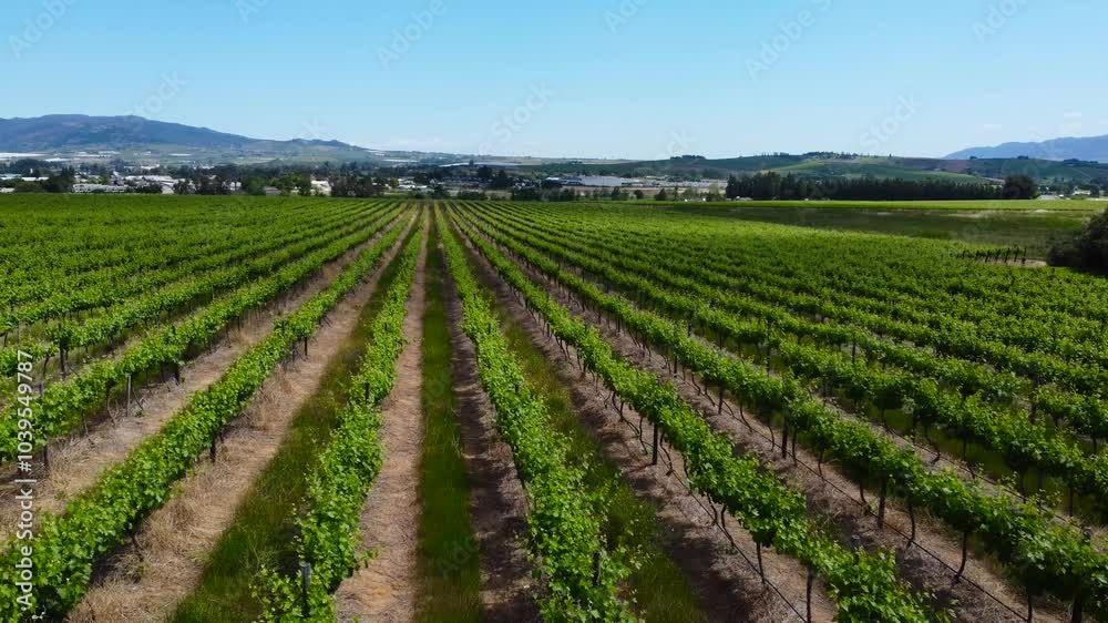 The camera moves sideways looking down along rows of vibrant green vineyards in the springtime on a cloudy day. The camera moves sideways looking down along rows of vibrant green vineyards in the springtime on a cloudy day.
