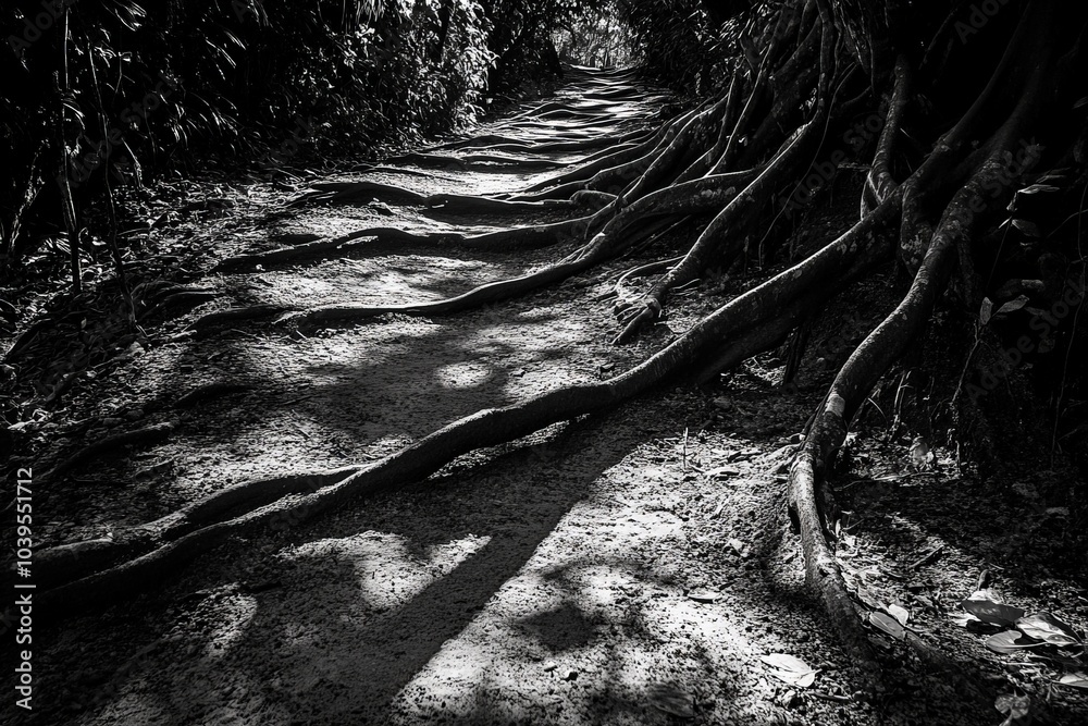 Fototapeta premium This black and white photograph captures a forest path, defined by twisting tree roots and framed by dense foliage, embodying mystery and the allure of nature's depth.