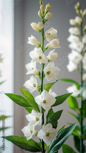 Elegant White Isoplexis Canariensis Flower Close-up photo