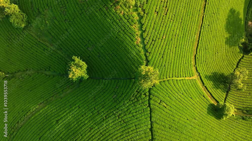 Aerial view of Long Coc tea hills, Phu Tho province, Vietnam. Beautiful green tea plantation in Vietnam. Nature background. Aerial view of Long Coc tea hills, Phu Tho province, Vietnam. Beautiful green tea plantation in Vietnam. Nature background.