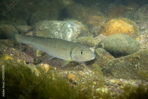 River chub in a river photo