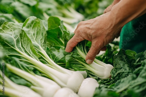 Hands harvest green bok choy from the field, showcasing sustainable farming and the importance of fresh, healthy produce in today’s agricultural practices. photo