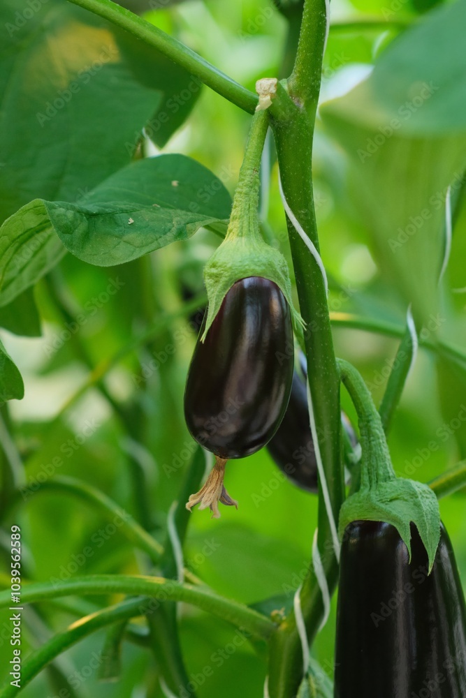 Eggplant Growing in a Greenhouse Eggplant Growing in a Greenhouse