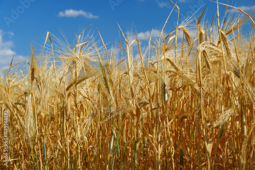 wheat field and summer nature, beautiful sunny landscape