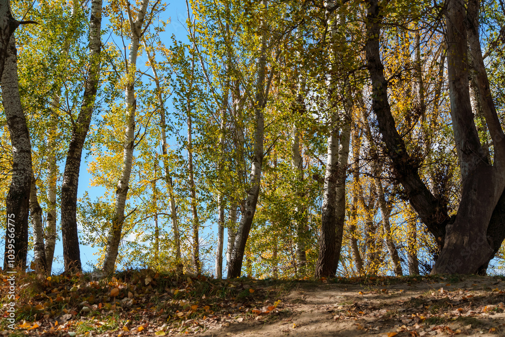 beautiful autumn landscape, trees with yellow leaves against the sky beautiful autumn landscape, trees with yellow leaves against the sky