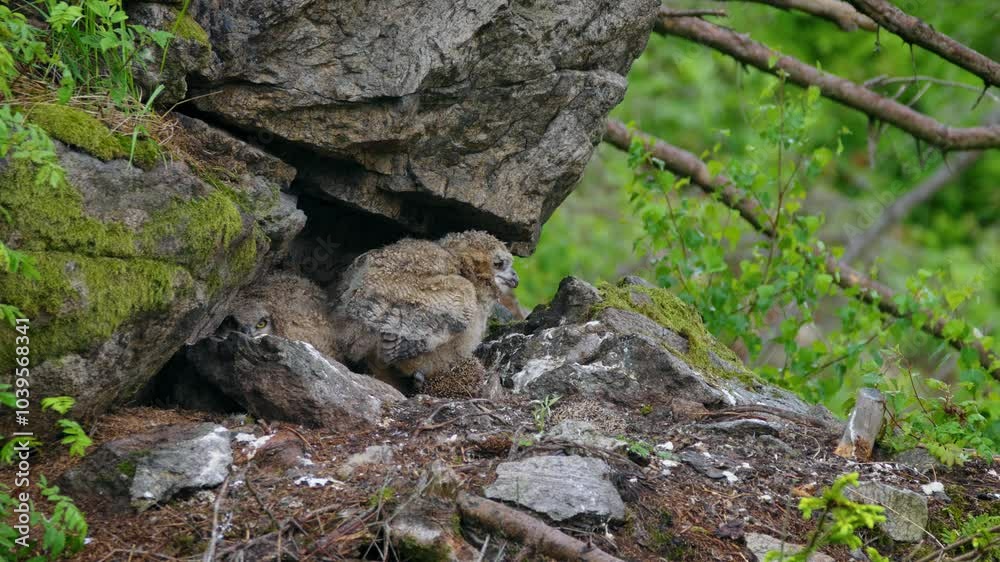 Eurasian eagle owl (Bubo bubo), baby owlets foraging on a hedgehog Eurasian eagle owl (Bubo bubo), baby owlets foraging on a hedgehog