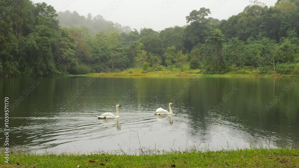 Two White Swans Gracefully Swimming on a Misty Lake in the Morning, Surrounded by Lush Green Trees and Forest, Tranquil Nature Scene in Northern Thailand Two White Swans Gracefully Swimming on a Misty Lake in the Morning, Surrounded by Lush Green Trees and Forest, Tranquil Nature Scene in Northern Thailand