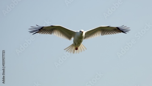 Majestic Flight: Bird Spreading Wings Against a Clear Sky