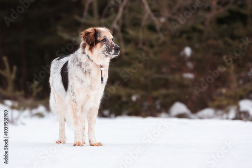 Dog portrait, winter forest background photo