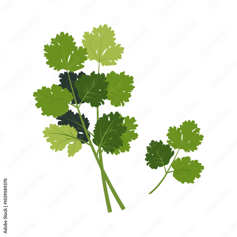 Coriander herb icons. Cilantro flat cartoon vector illustration isolated on white. Farm vegetable greens. Healthy nutrition, organic food, vegetarian product for logo, coloring book, sticker, menu. Coriander herb icons. Cilantro flat cartoon vector illustration isolated on white. Farm vegetable greens. Healthy nutrition, organic food, vegetarian product for logo, coloring book, sticker, menu.