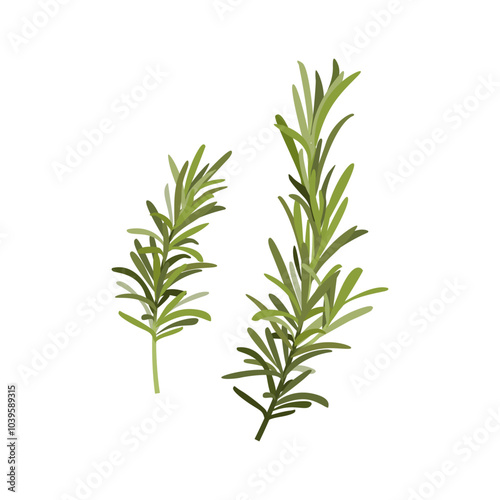 Rosemary branch set. Hand drawn vector cartoon herb isolated on white background. Rosemary sprig for print design, cosmetic products, cooking, aromatherapy. Fresh herbs and spices icon. Kitchen herb