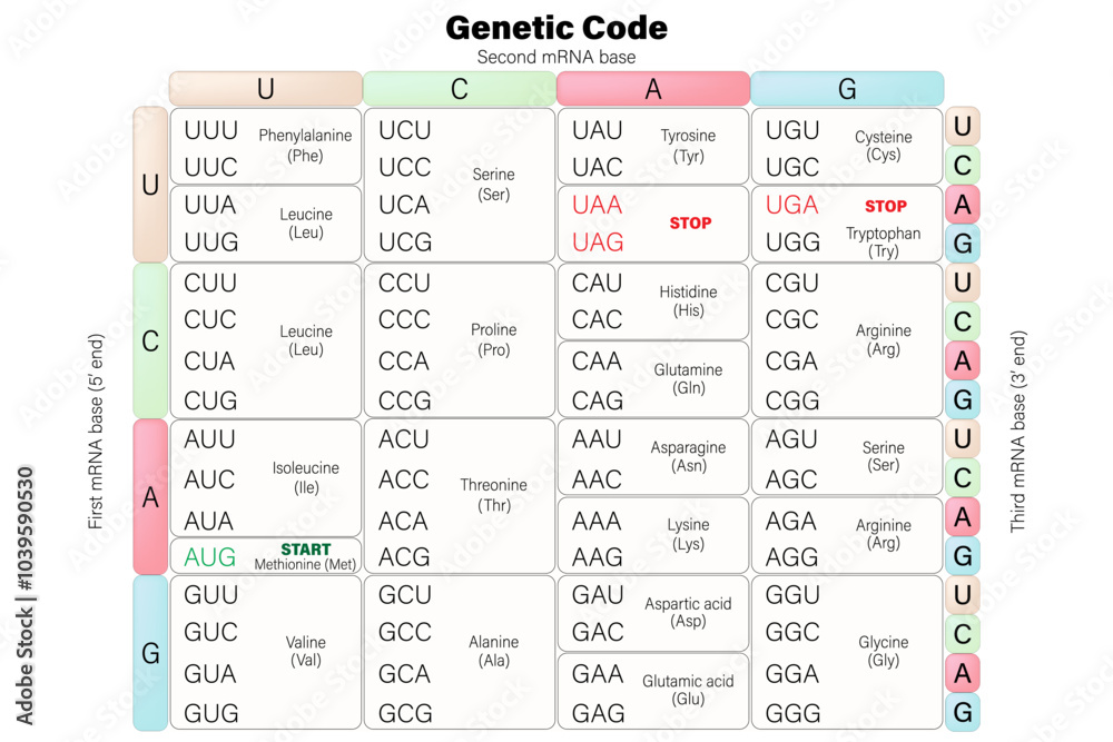 Genetic code table. RNA codon table vector. The three bases of an mRNA codon. Genetic code table. RNA codon table vector. The three bases of an mRNA codon.