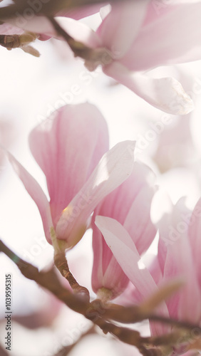 Detail of a light pink Magnolia tree blooming.