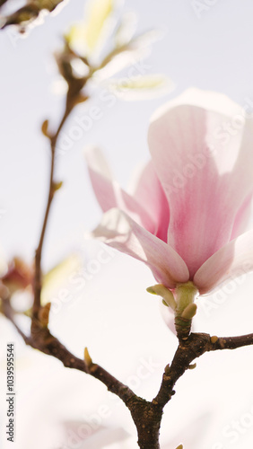 Detail of a light pink Magnolia tree blooming.