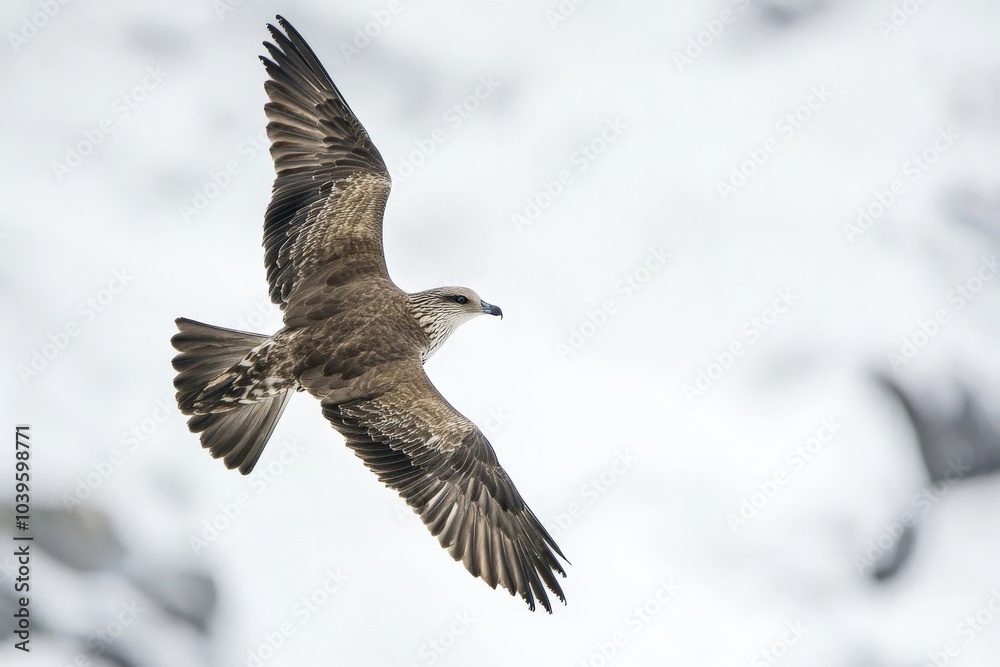 A majestic bird with widespread wings soaring gracefully amidst a snowy mountain region, symbolizing freedom, grace, and the beauty of wildlife in natural habitats. A majestic bird with widespread wings soaring gracefully amidst a snowy mountain region, symbolizing freedom, grace, and the beauty of wildlife in natural habitats.