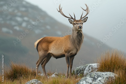 A lone deer grazes in a sun-drenched forest clearing.. Beautiful simple AI generated image