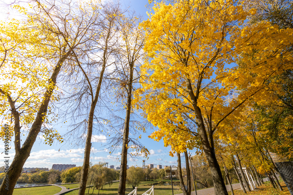 Naklejka premium A row of trees with yellow leaves in a park