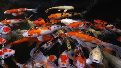 Top view of many colorful Koi fishes or Japanese Koi carp swimming in the healthy pond. photo