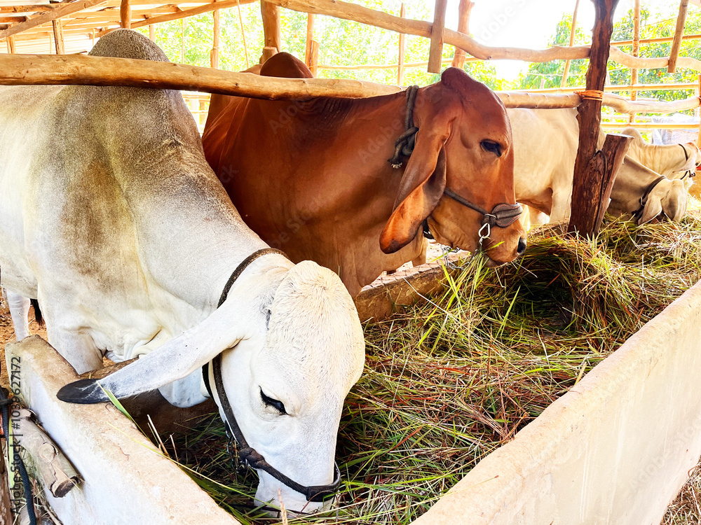 Obraz premium cows are eating fresh grass, agricultural feel, A herd of cows on a farm, Livestock complex, industry for countryside, agriculture and ecology, Cows, nature and livestock production, ranch animals