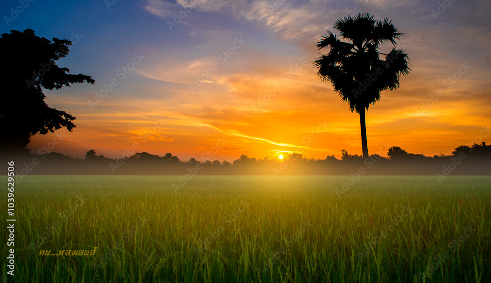 Obraz premium Golden sky, sun setting on green rice fields