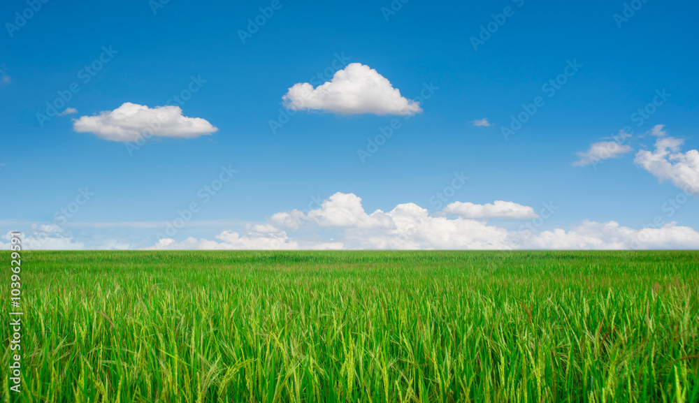 Blue sky alternating with green rice fields Blue sky alternating with green rice fields