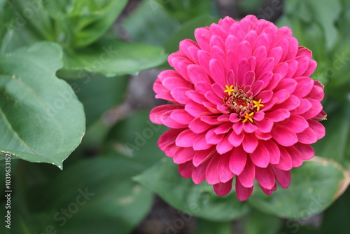 close-up green leaves and single red pink purple gold blossom