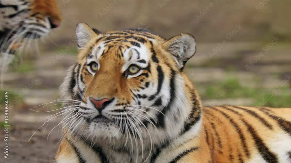 Siberian tiger (Panthera tigris altaica) couple, two big cats interaction Siberian tiger (Panthera tigris altaica) couple, two big cats interaction