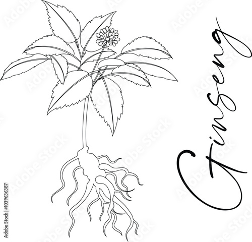 Ginseng roots, leaves, and berries are isolated on a white background—a vector illustration of the medical plant.