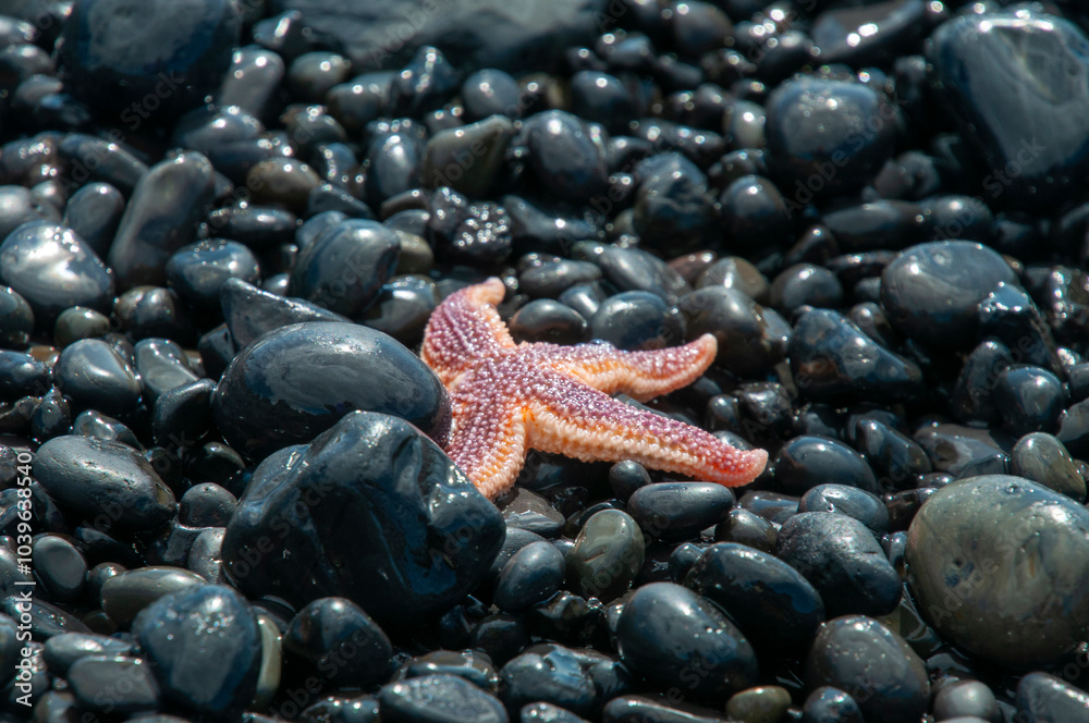 Djupalonssandur Beach Iceland, common starfish on black pebble beach Djupalonssandur Beach Iceland, common starfish on black pebble beach