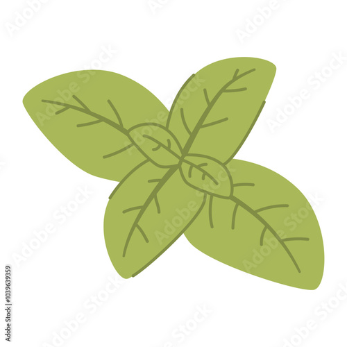 Basil leaves. Proper nutrition. Green basil herb. Vector illustration.Isolated on white background.