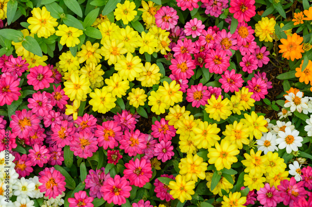 Fototapeta premium Top view of Colorful Zinnia flowers. Beautiful flowers background.