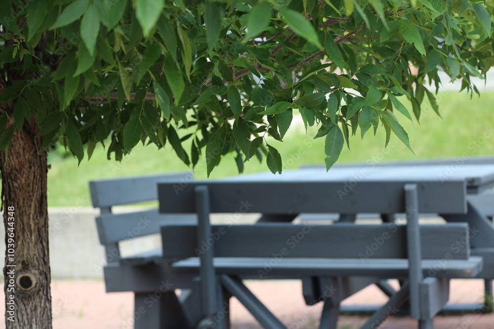 leafy shade tree in summer with picnic table and grassy lawn