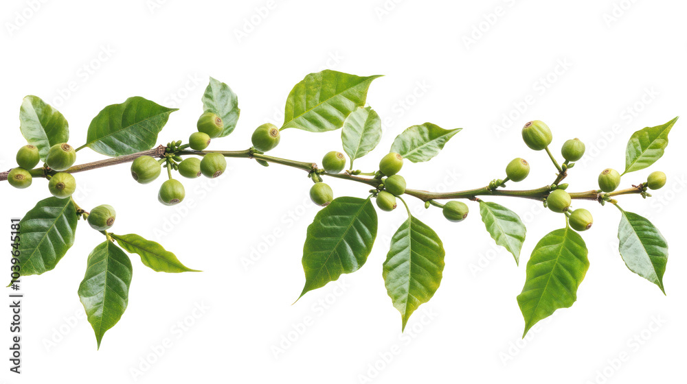 Coffee tree, coffee beans on tree isolated on white background