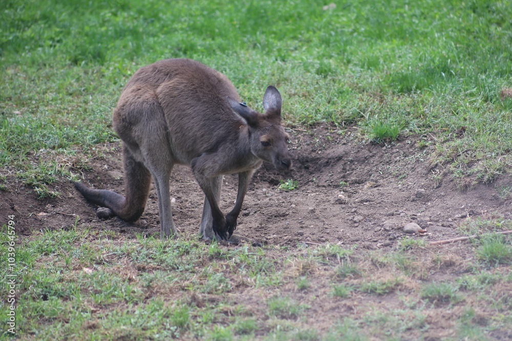 Kangaroo grazing in a grassy field Kangaroo grazing in a grassy field