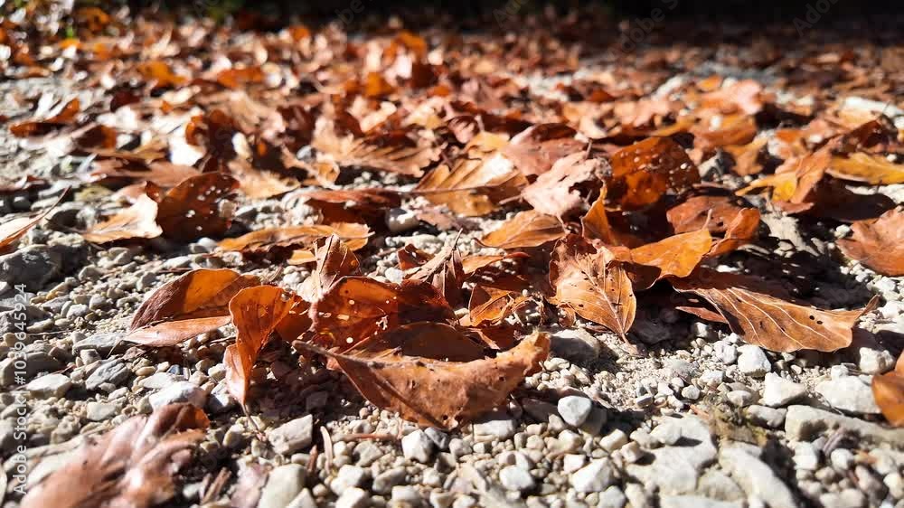Dry autumn leaves scattered on a gravel path, symbolizing fall and Thanksgiving Dry autumn leaves scattered on a gravel path, symbolizing fall and Thanksgiving