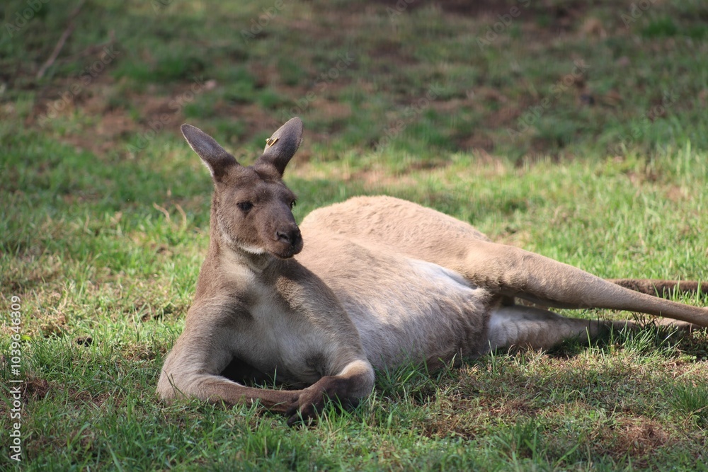Kangaroo lounging on grass under the sun. Kangaroo lounging on grass under the sun.