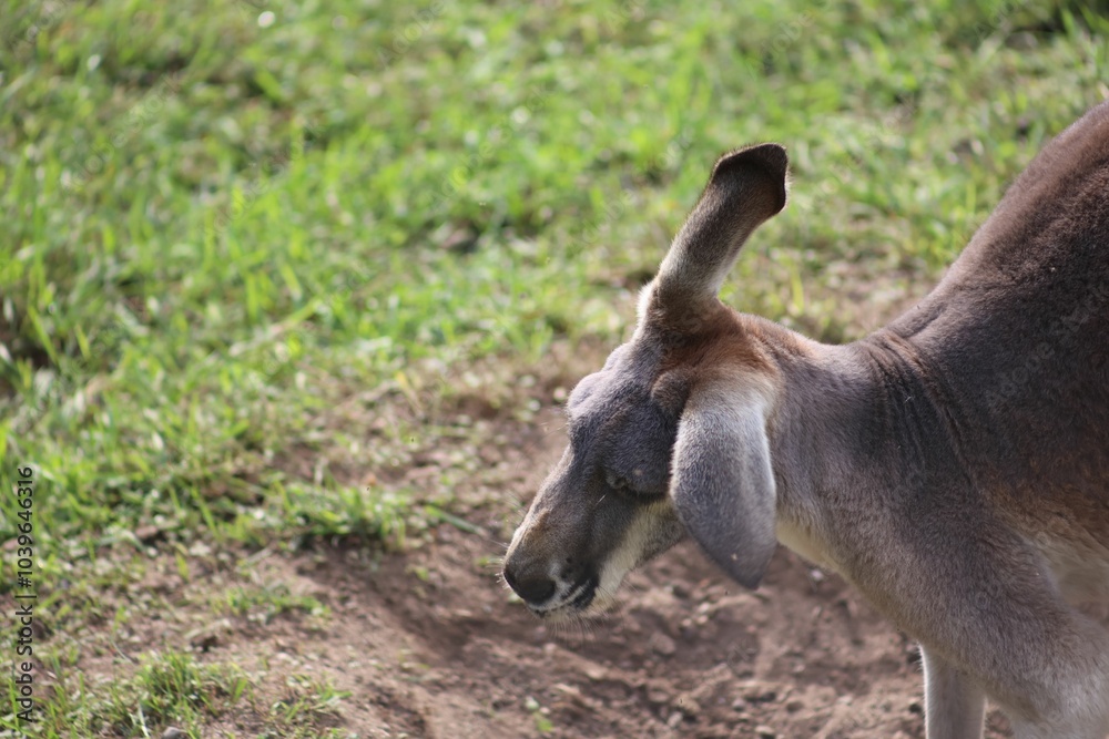 Kangaroo grazing in a sunny field Kangaroo grazing in a sunny field