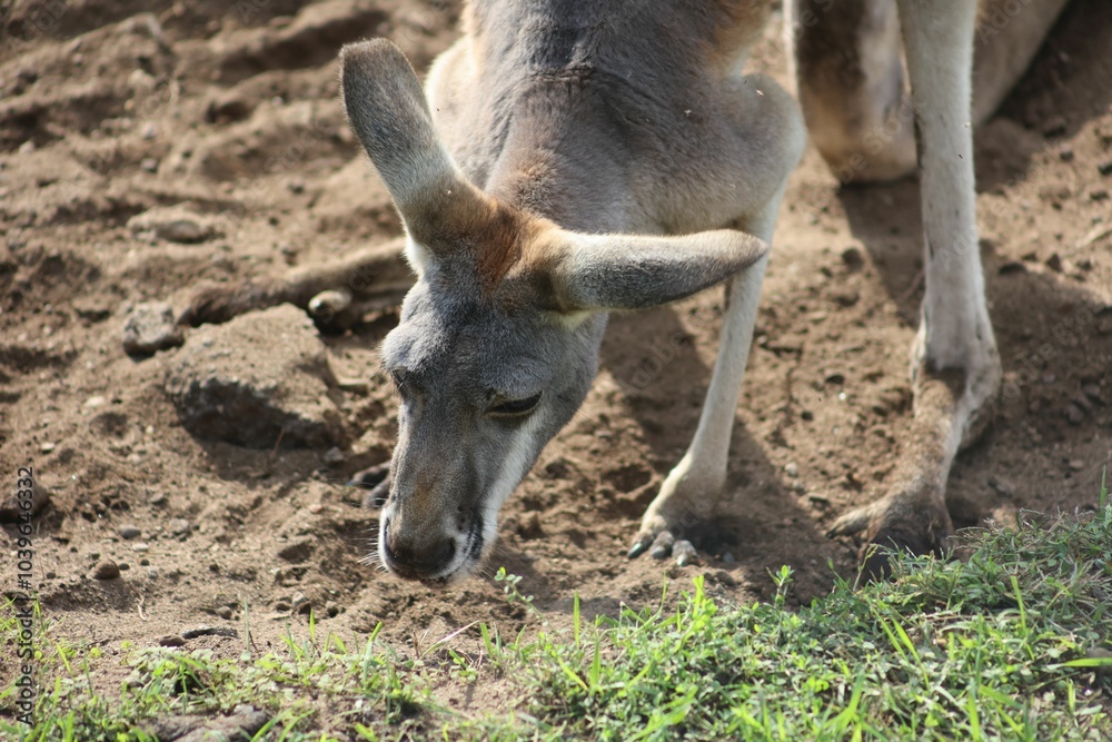 Kangaroo foraging in natural habitat Kangaroo foraging in natural habitat