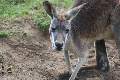 Close-up of a kangaroo in its natural habitat.