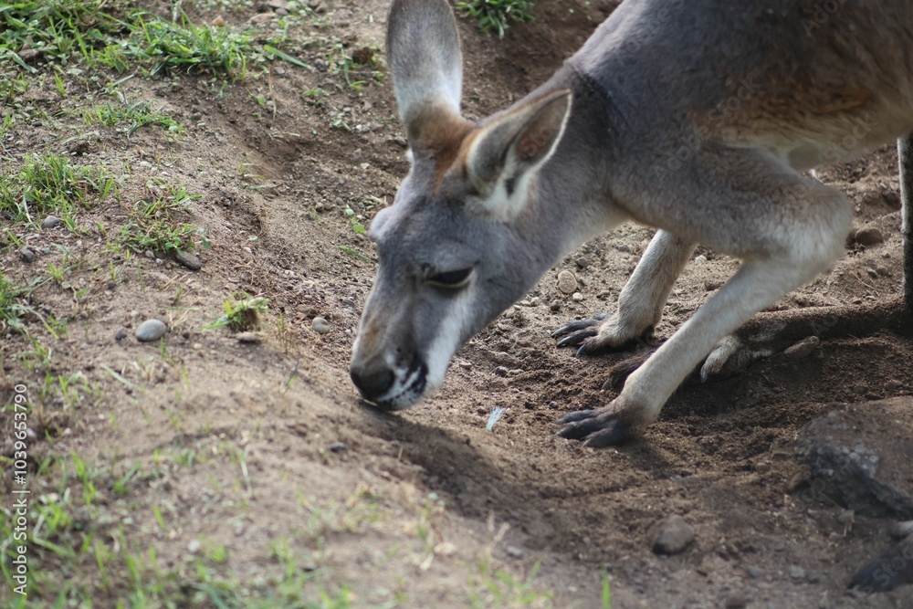 Kangaroo Grazing in Natural Habitat Kangaroo Grazing in Natural Habitat