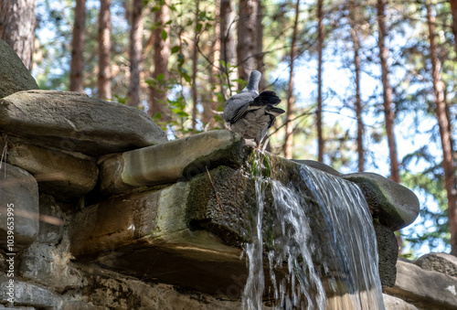 Wallpaper Mural A pigeon on a rock near a waterfall. Torontodigital.ca