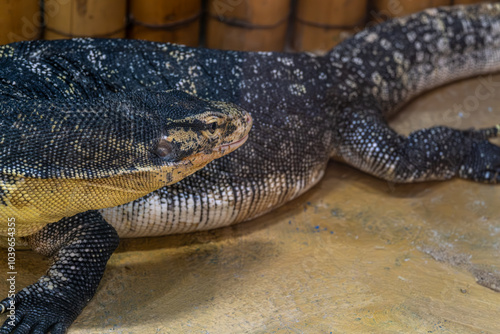 Monitor lizard in the zoo close-up. photo