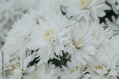 White blooming flowers in a garden during springtime showcasing natural beauty