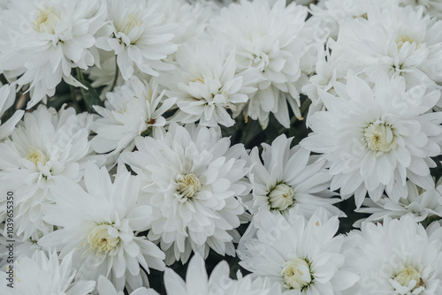 White blooming flowers in a garden during springtime