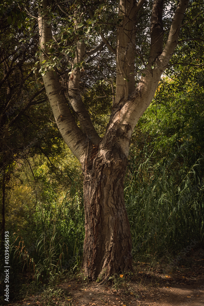 Fototapeta premium tree in the forest